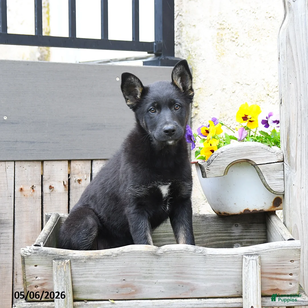 Mixed Breed dogs for sale: Cocoa  - Ad 1