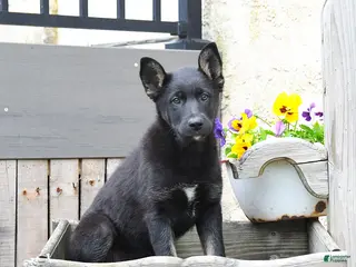 Mixed Breed dogs for sale: Cocoa - Ad 1
