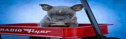 Frenchton dogs for sale: Poppy  - Ad 22