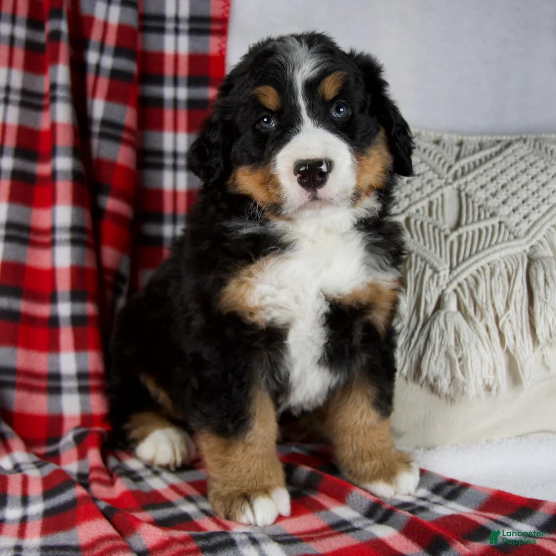 Bernese Mountain Dog dogs for sale: Joey *Genetic Clear - Ad 1