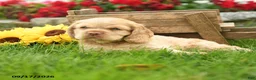 English Cocker Spaniel dogs for sale: Winnie - Ad 3