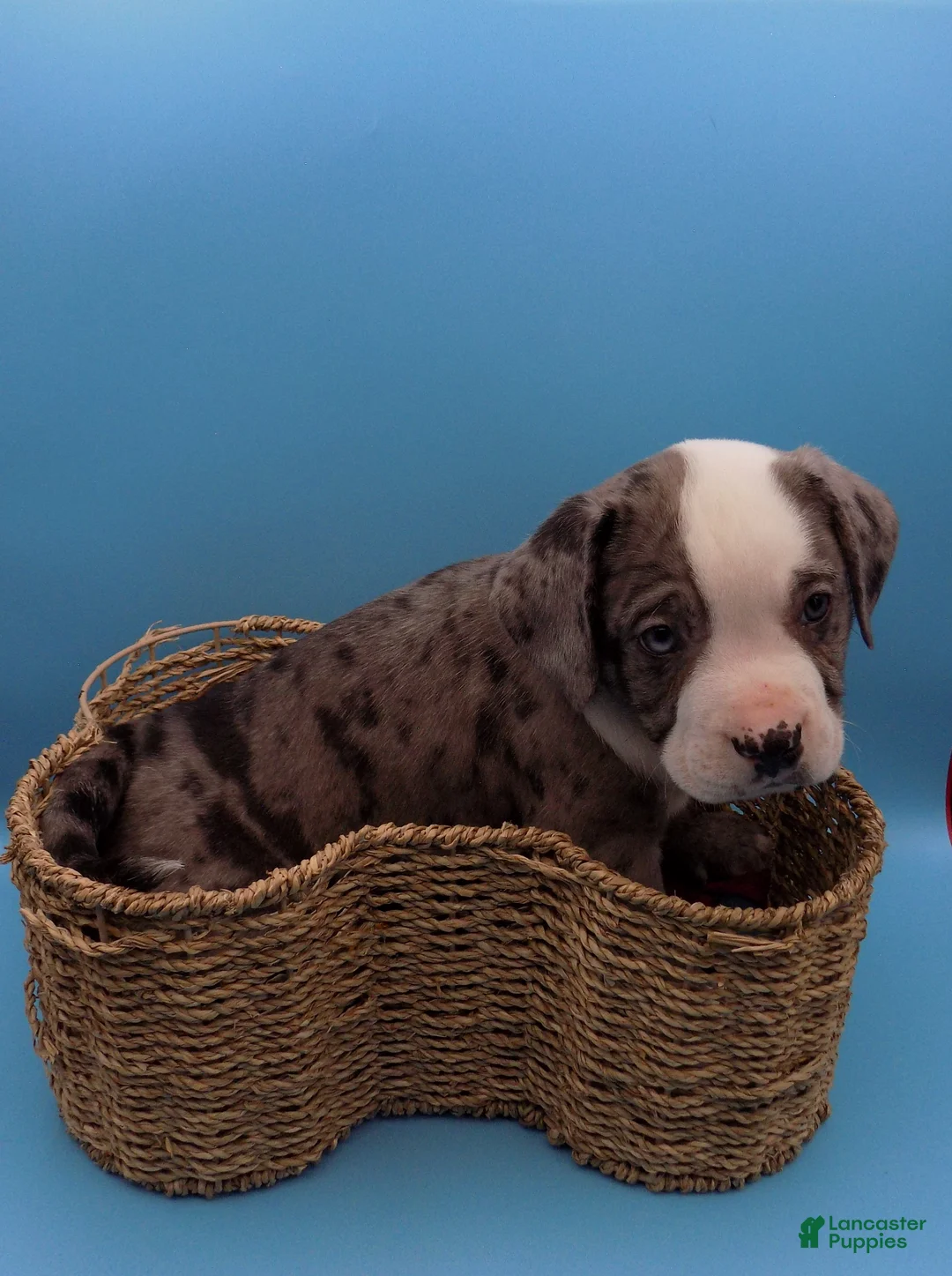 Mixed Breed dogs for sale: Bugs - Ad 3