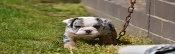 Beabull dogs for sale: Zelda - Ad 4