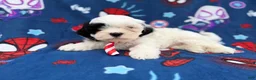Shih Tzu dogs for sale: Sullivan  - Ad 8