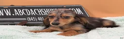 Miniature Dachshund dogs for sale: Miniature Dachshund Puppy 2 - Ad 10