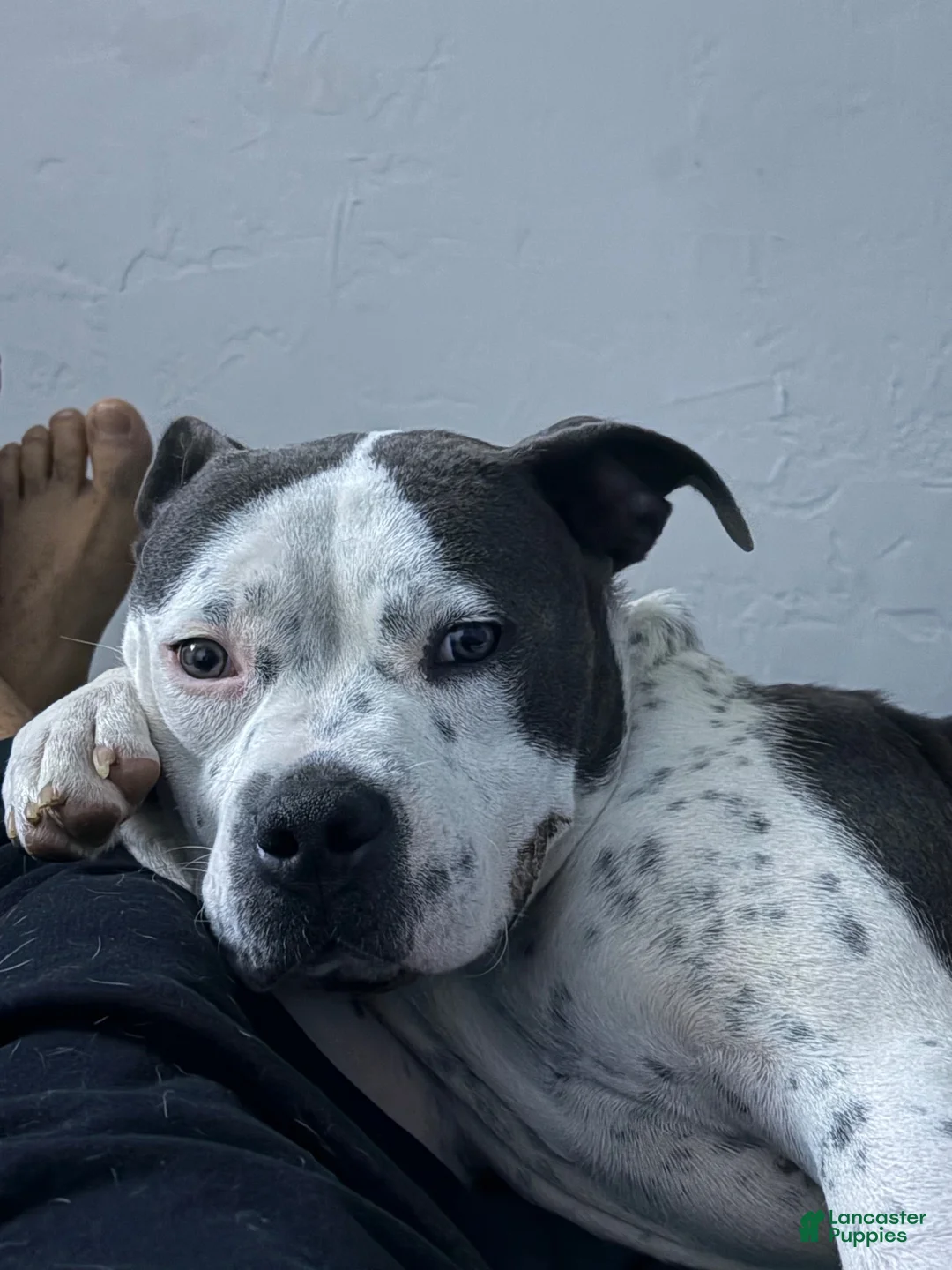 American Pit Bull Terrier dogs for sale: American Pit Bull Terrier 4 - Ad 2