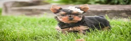 Yorkshire Terrier dogs for sale: Aspen - Ad 7