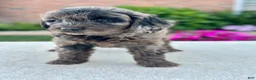 Cavapoo dogs for sale: Phoebe 104874 - Ad 4