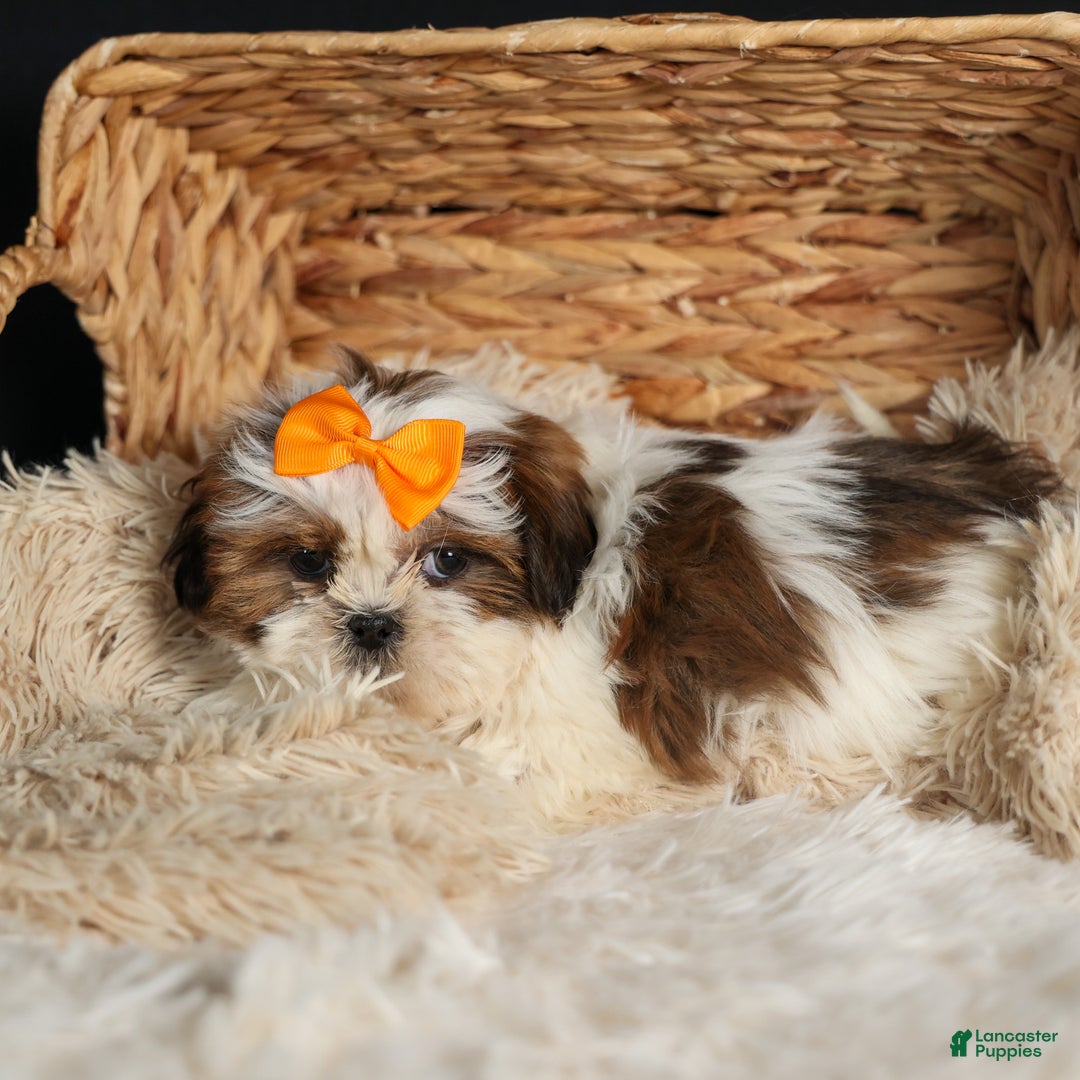 Shih Tzu dogs for sale: RANDY - Ad 14