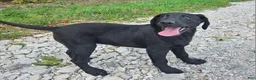Labrador Retriever dogs for sale: Dolly - Ad 1