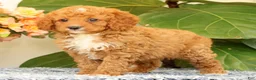 Cavapoo dogs for sale: Allie - Ad 5