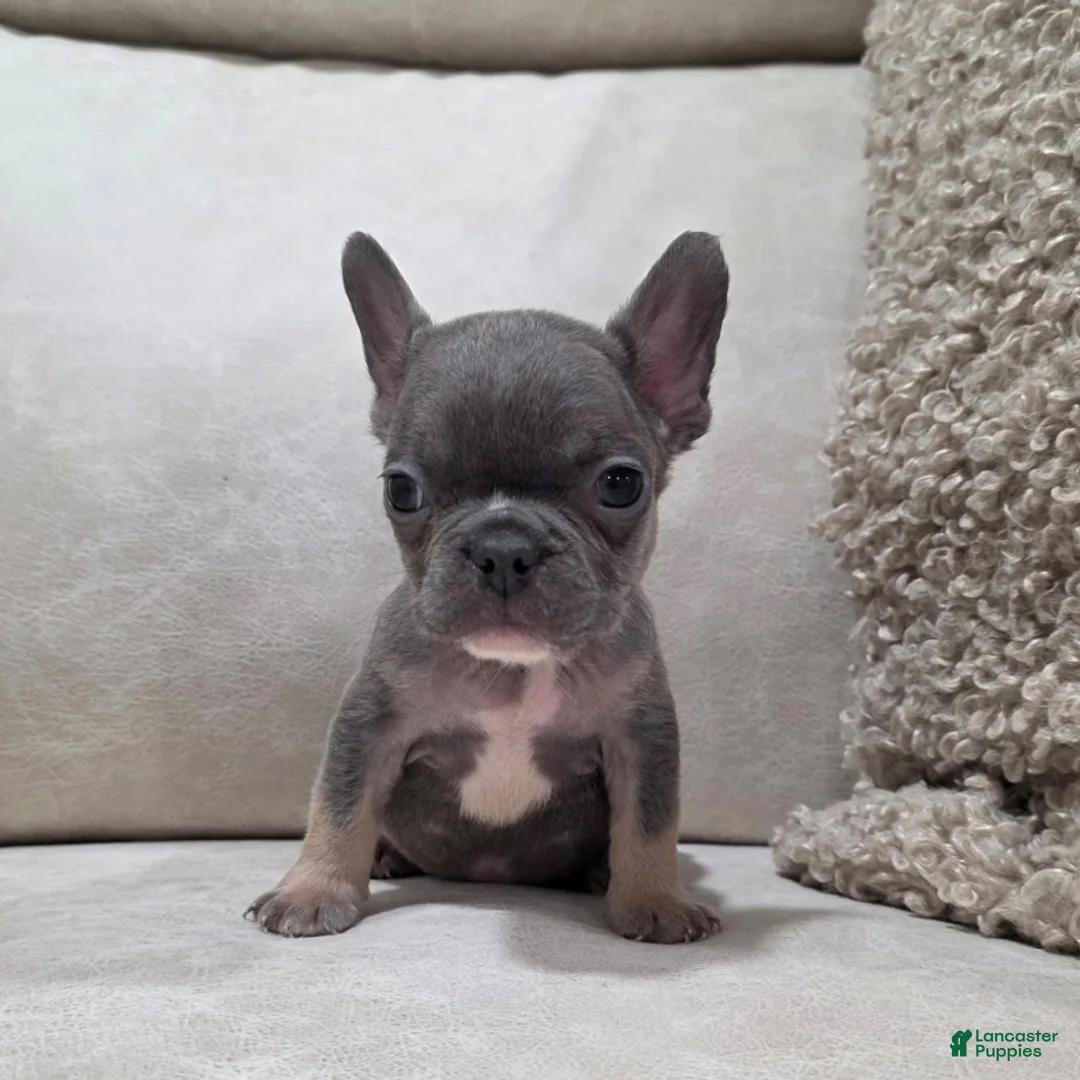 French Bulldog dogs for sale: Felix - Ad 5