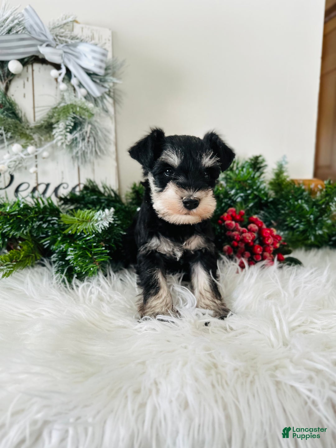 Miniature Schnauzer dogs for sale: Brody - Ad 10