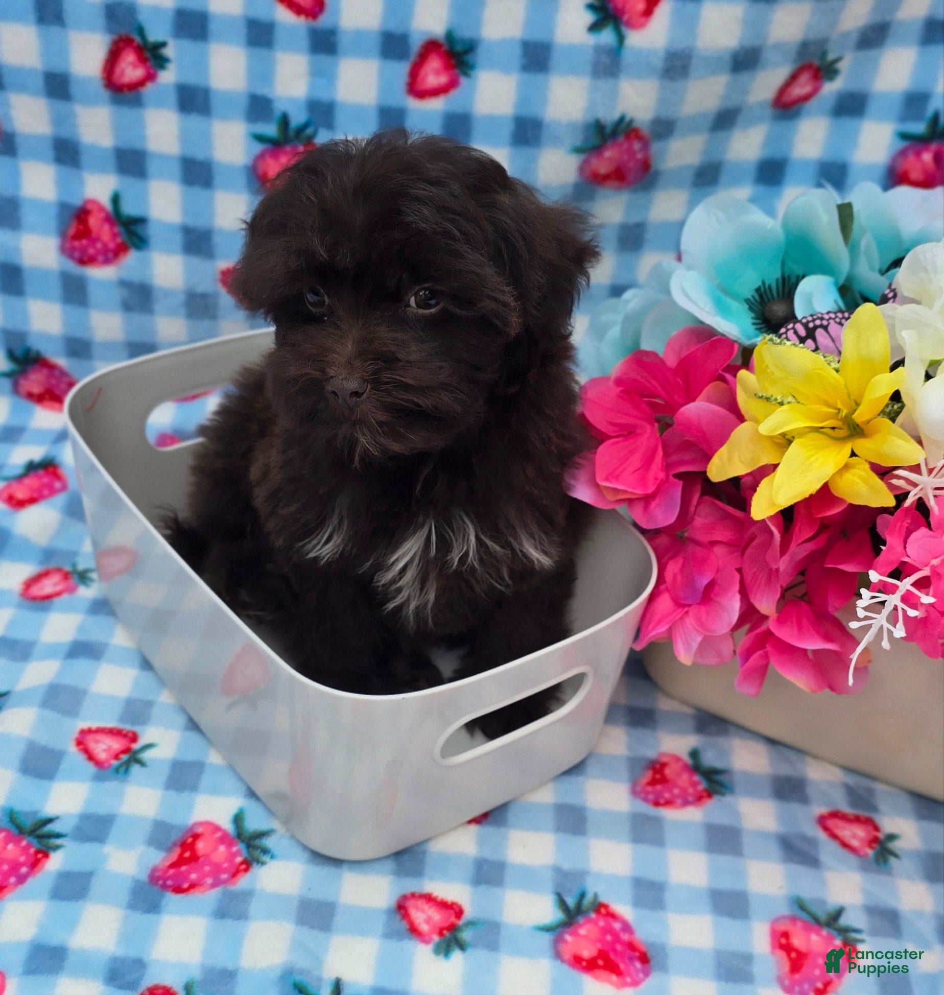Maltipoo dogs Nuria - Ad 2
