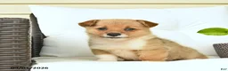 Welsh Corgi Pembroke dogs for sale: Blossom  - Ad 2