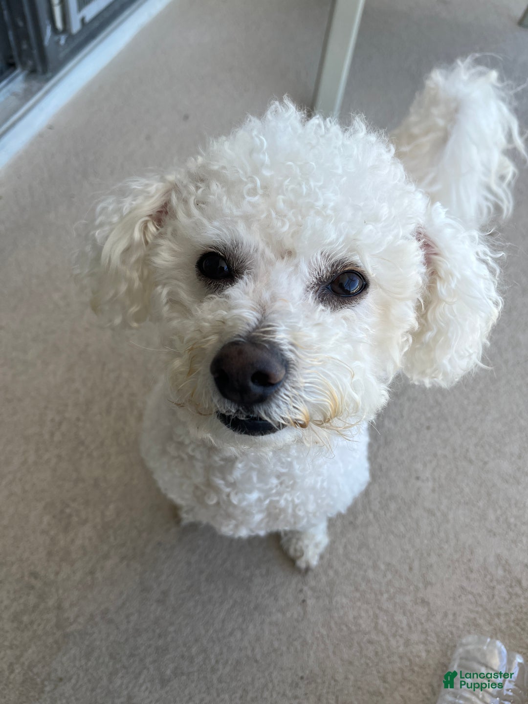Bichon Frise dogs for stud: Meet Prince - Proven Bichon Frise Stud - Ad 2