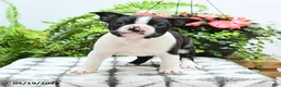 Boston Terrier dogs for sale: Alfred - Ad 3