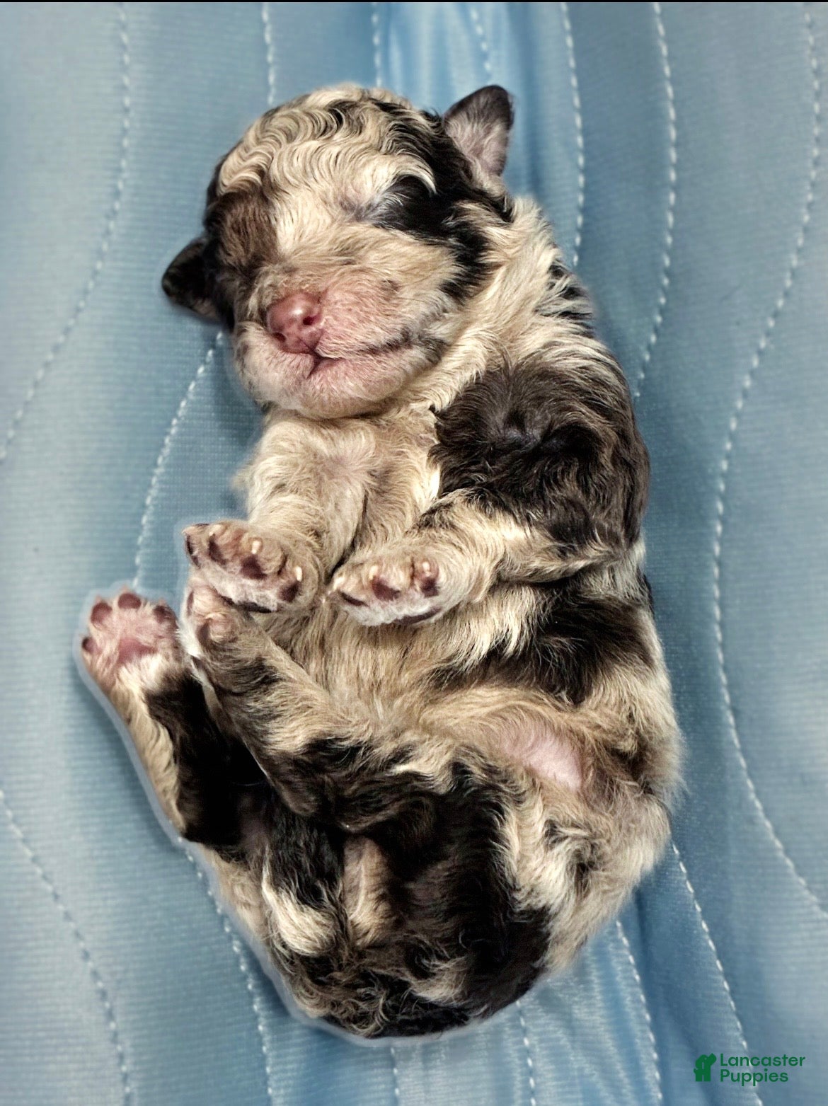 Mini Aussiedoodle dogs Benny - Ad 2