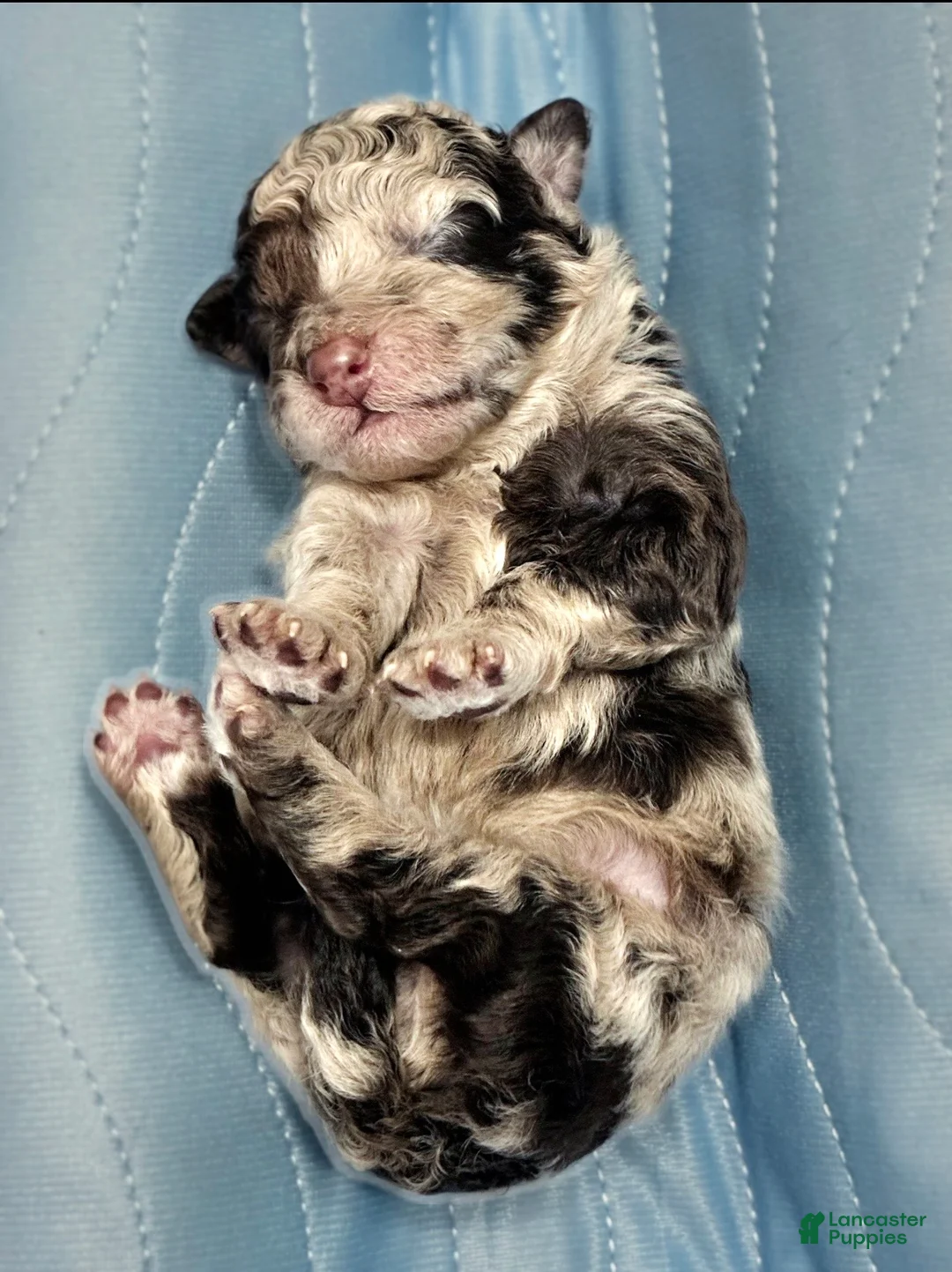 Mini Aussiedoodle dogs for sale: Benny - Ad 1