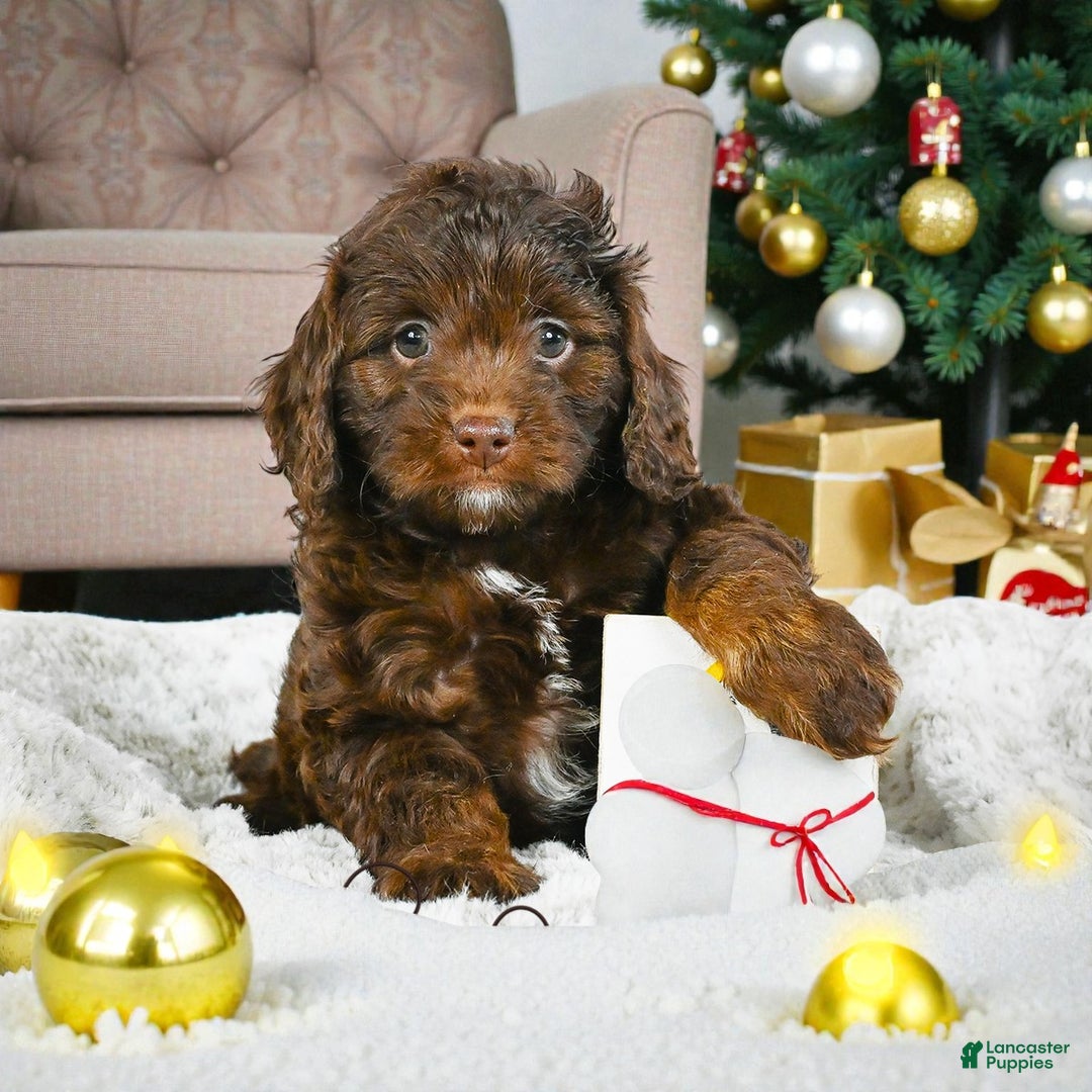 Cockapoo dogs for sale: callie - Ad 2