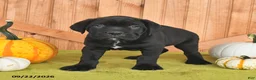 Cane Corso dogs for sale: Blossom - Ad 5