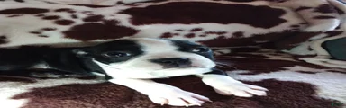 Boston Terrier Puppy 3