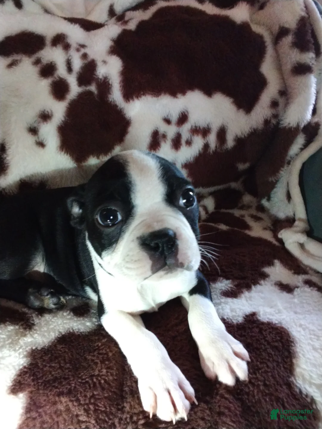 Boston Terrier dogs for sale: Boston Terrier Puppy 3 - Ad 1