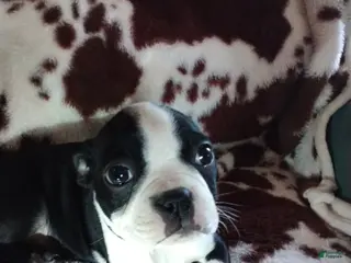 Boston Terrier dogs Boston Terrier Puppy 3 - Ad 38