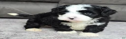 Mini Bernedoodle dogs for sale: Mini Jackie - Ad 5
