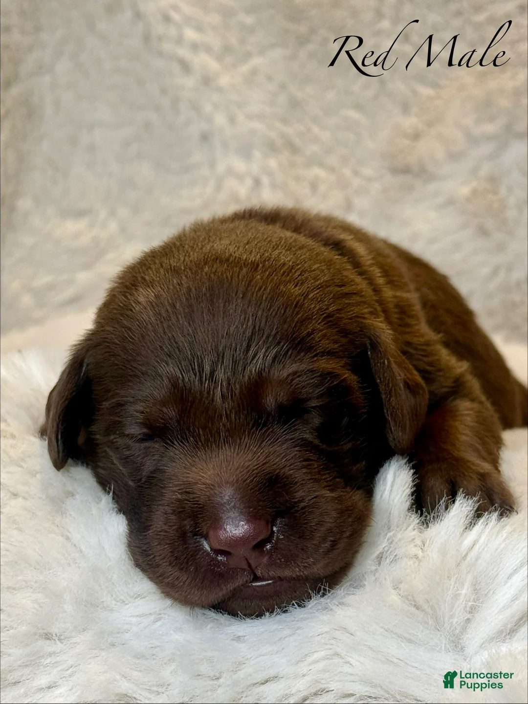 Labrador Retriever dogs for sale: Red Male - Ad 1