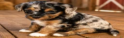 Bernedoodle dogs for sale: Pluto - Ad 1