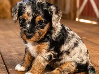 Bernedoodle dogs for sale: Pluto - Ad 3