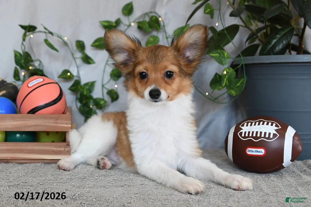 Papillon dogs for sale: Cruzer - Ad 2