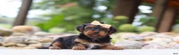 Yorkiepoo dogs for sale: Torte - Ad 4