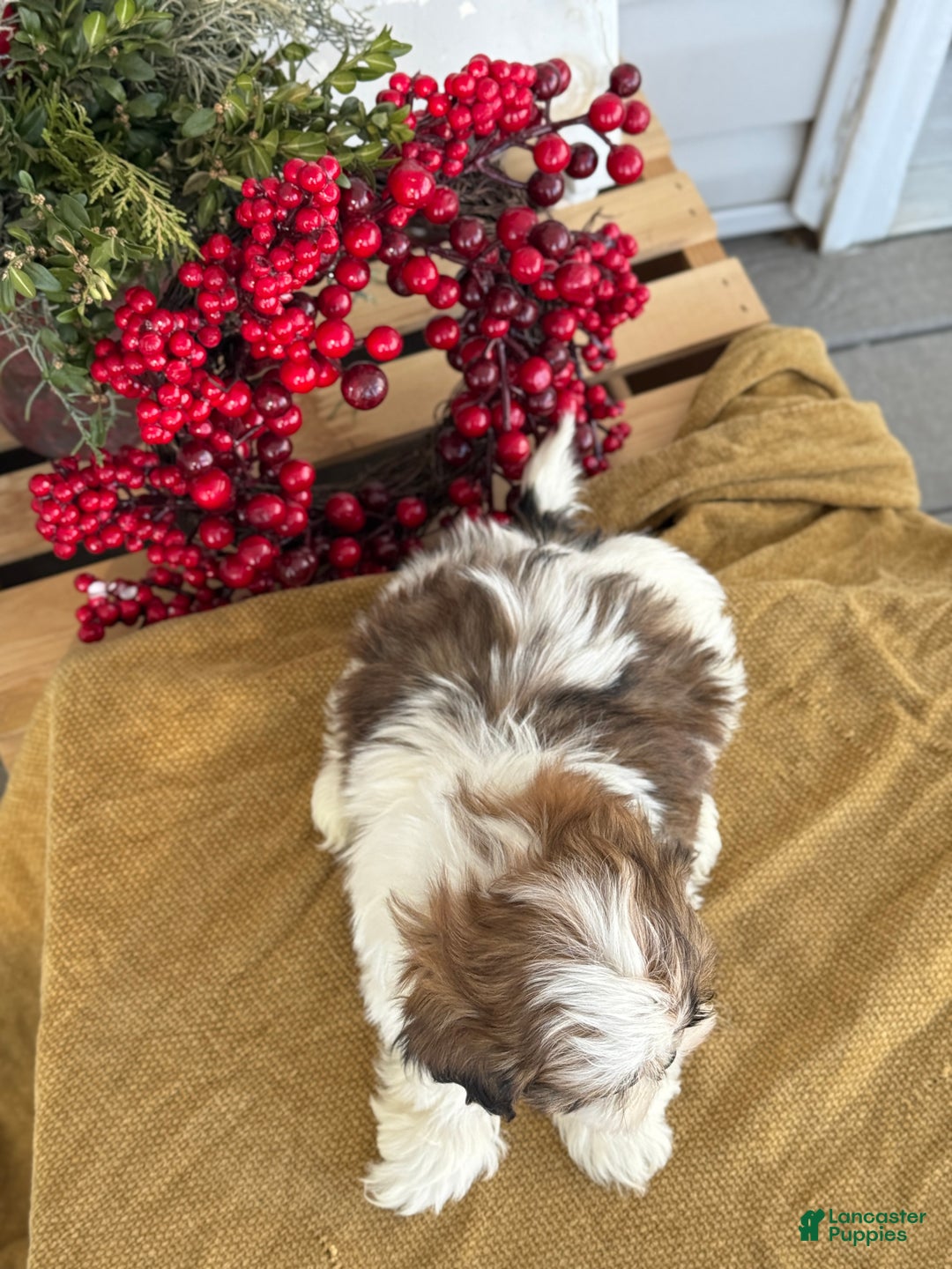 Shih Tzu dogs for sale: Poppy - Ad 11