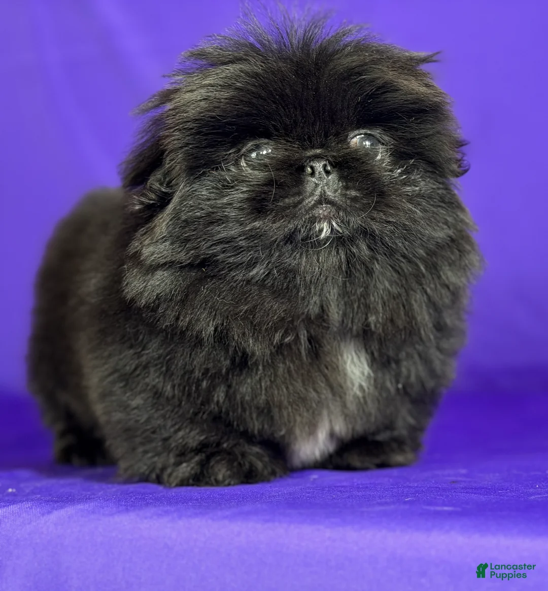 Pekingese dogs for sale: AKC DNA OFA Pablo - Ad 20