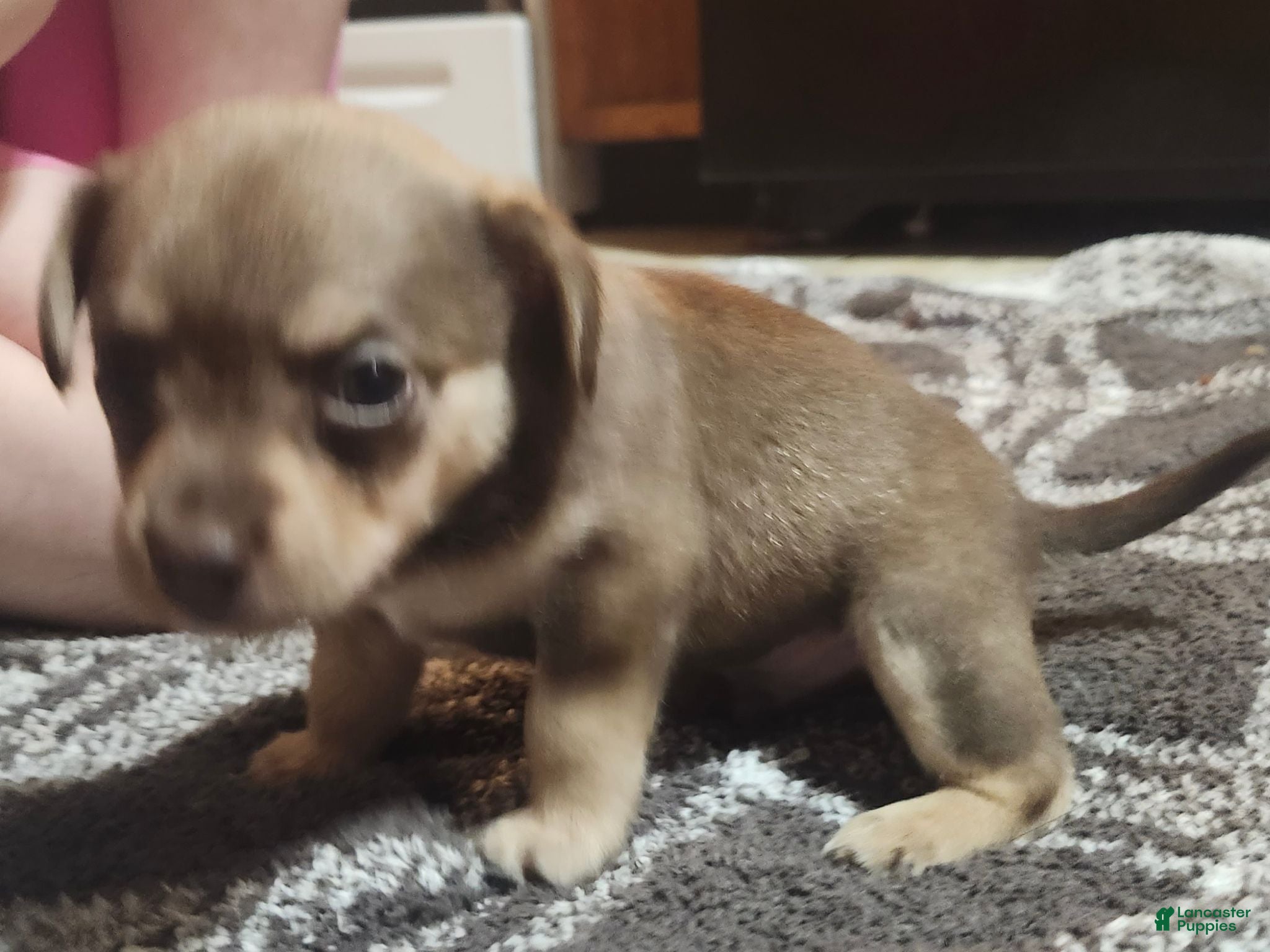 Chorkie dogs Lil Brownie - Ad 2
