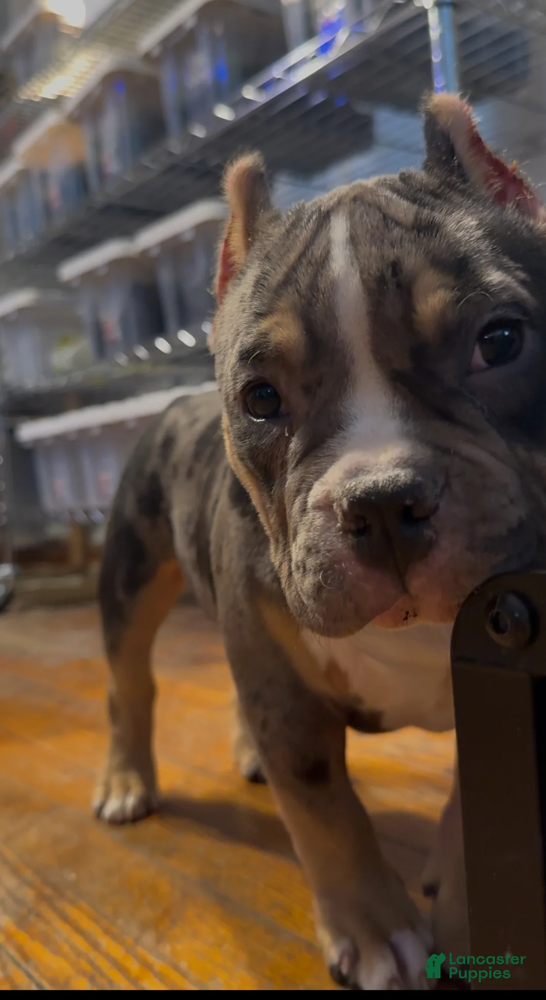 American Bully dogs for sale: American Bully Puppy 1 - Ad 10