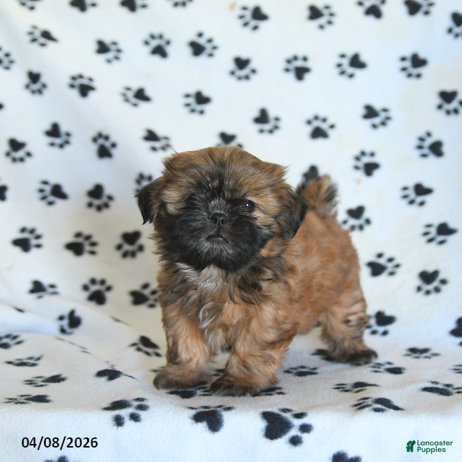 Shih Tzu dogs Freida - Ad 2