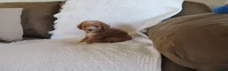 Cavapoo dogs for sale: Peanut - Ad 4