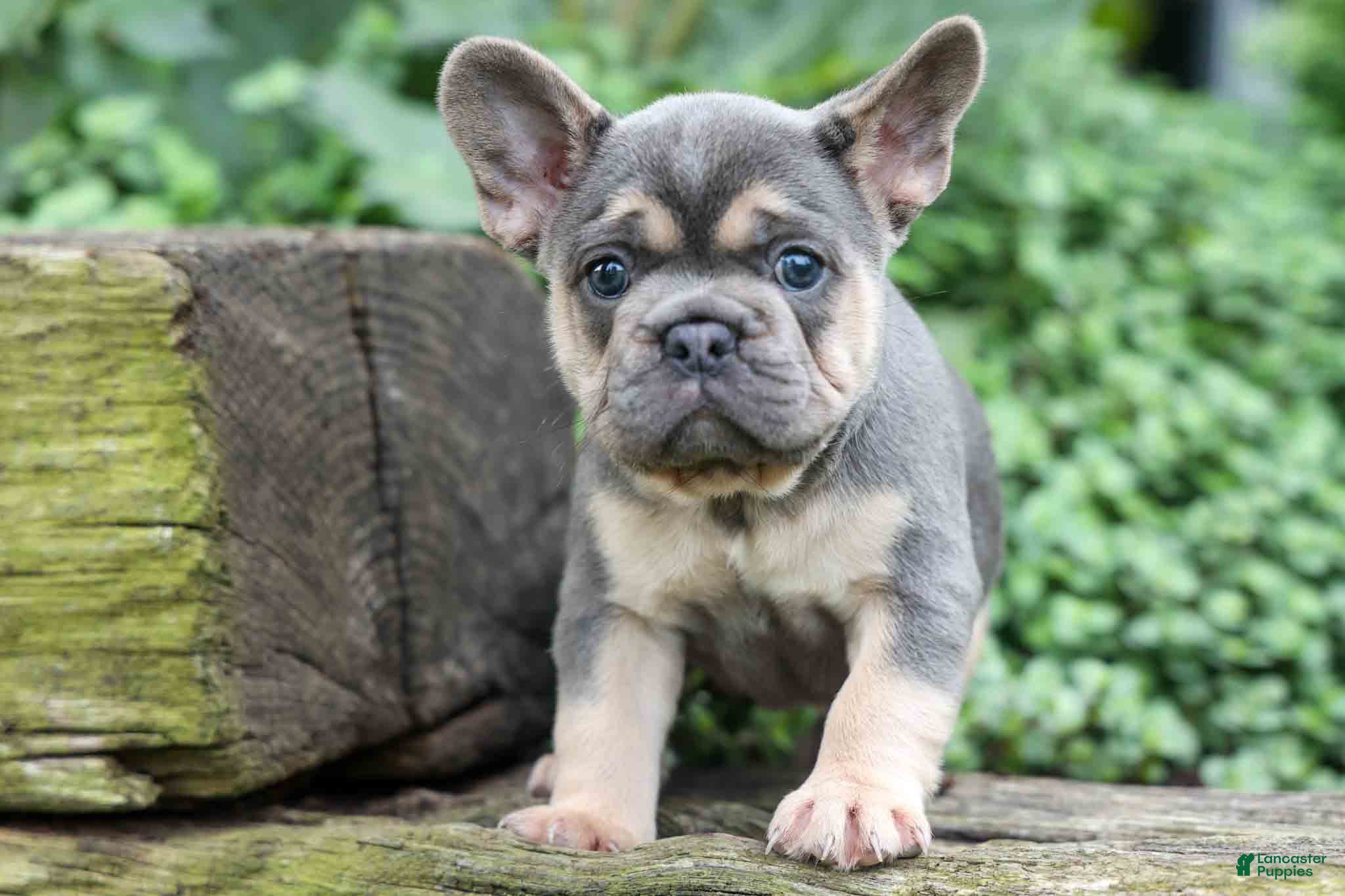 French Bulldog dogs Finley 🐶 - Ad 2