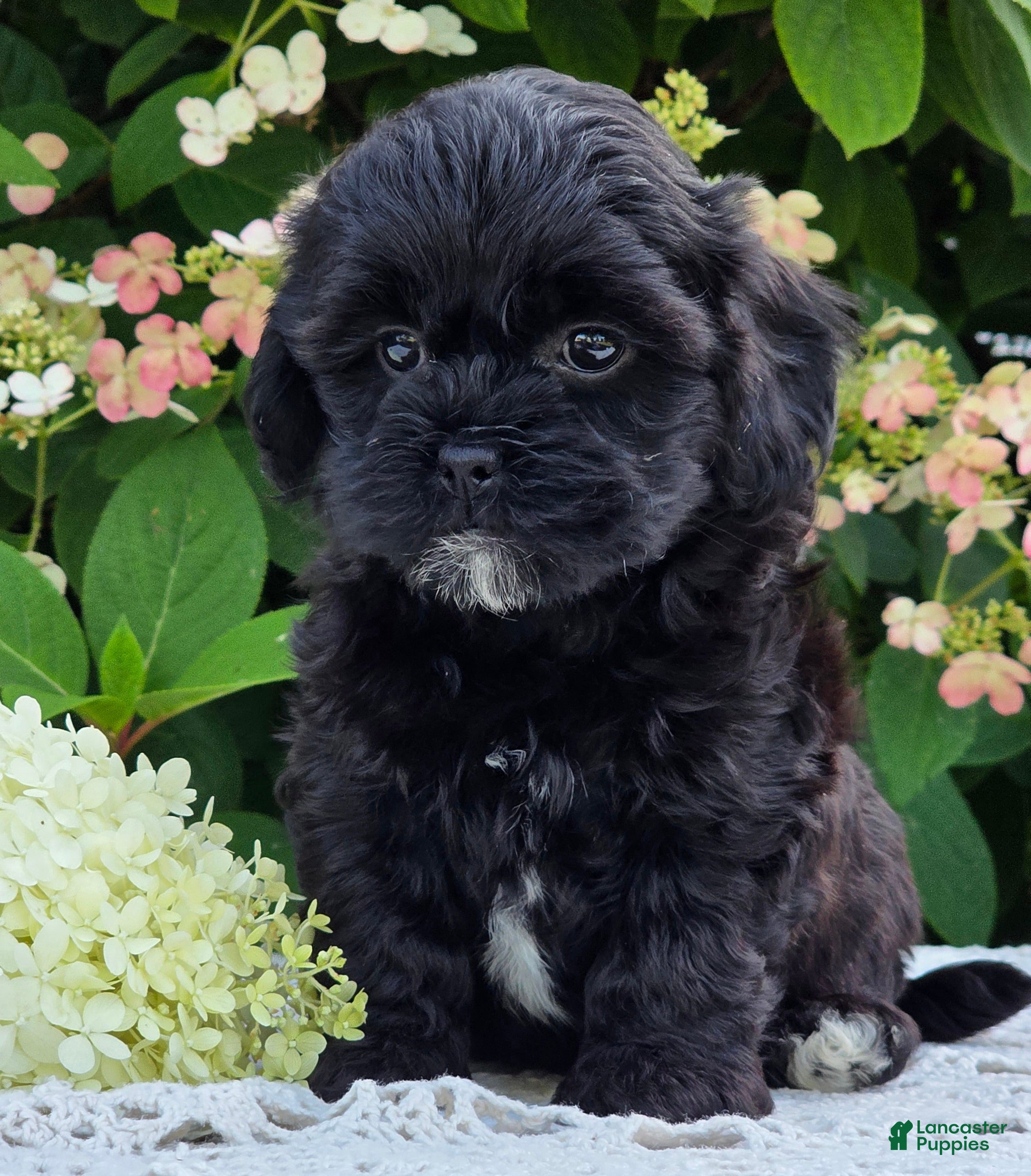 Shihpoo dogs Hailey - Ad 2