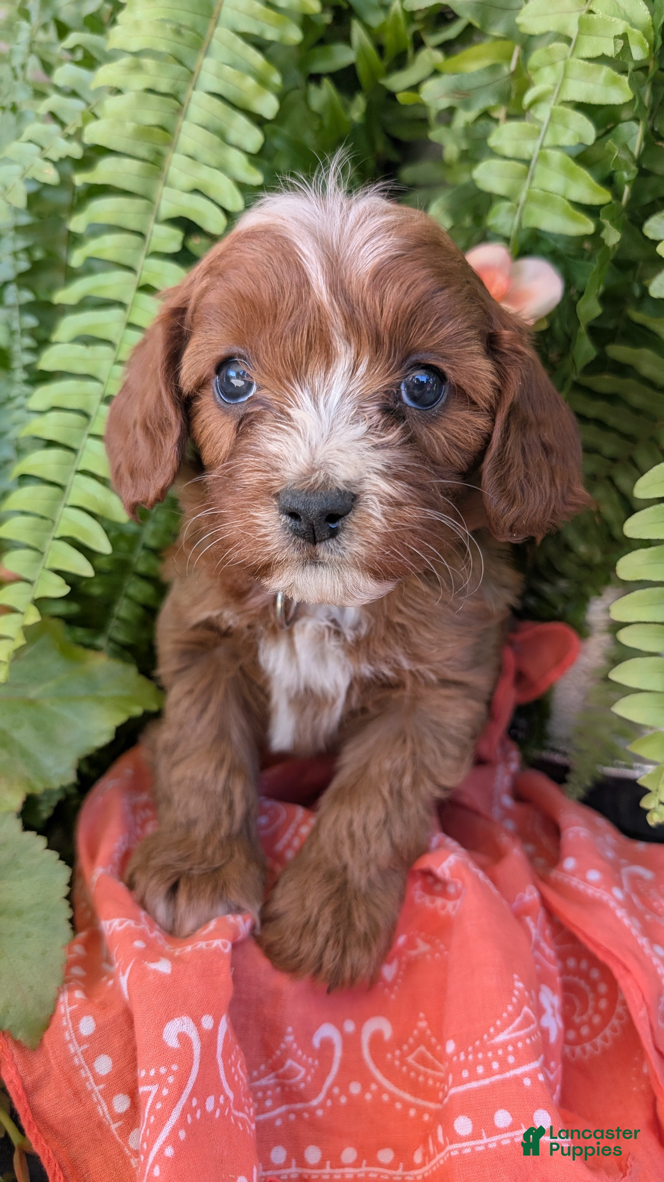 Cavapoo dogs for sale: SKYE - Ad 2
