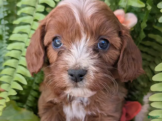 Cavapoo dogs for sale: SKYE - Ad 2