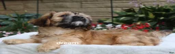 Mixed Breed dogs for sale: Wynn - Ad 9
