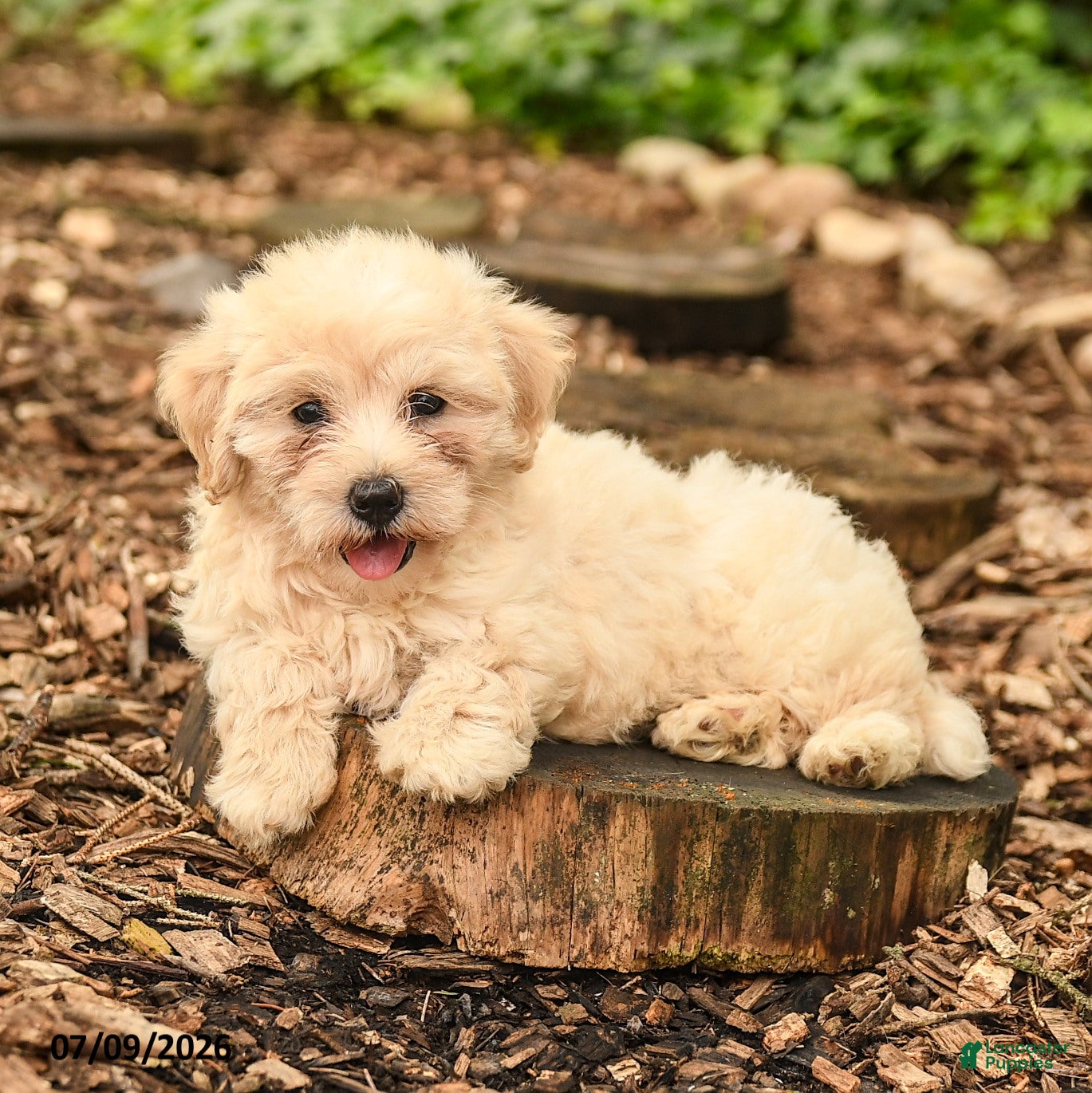 Maltipoo dogs Lily - Ad 1
