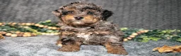 Mini Bernedoodle dogs for sale: Destiny - Ad 1