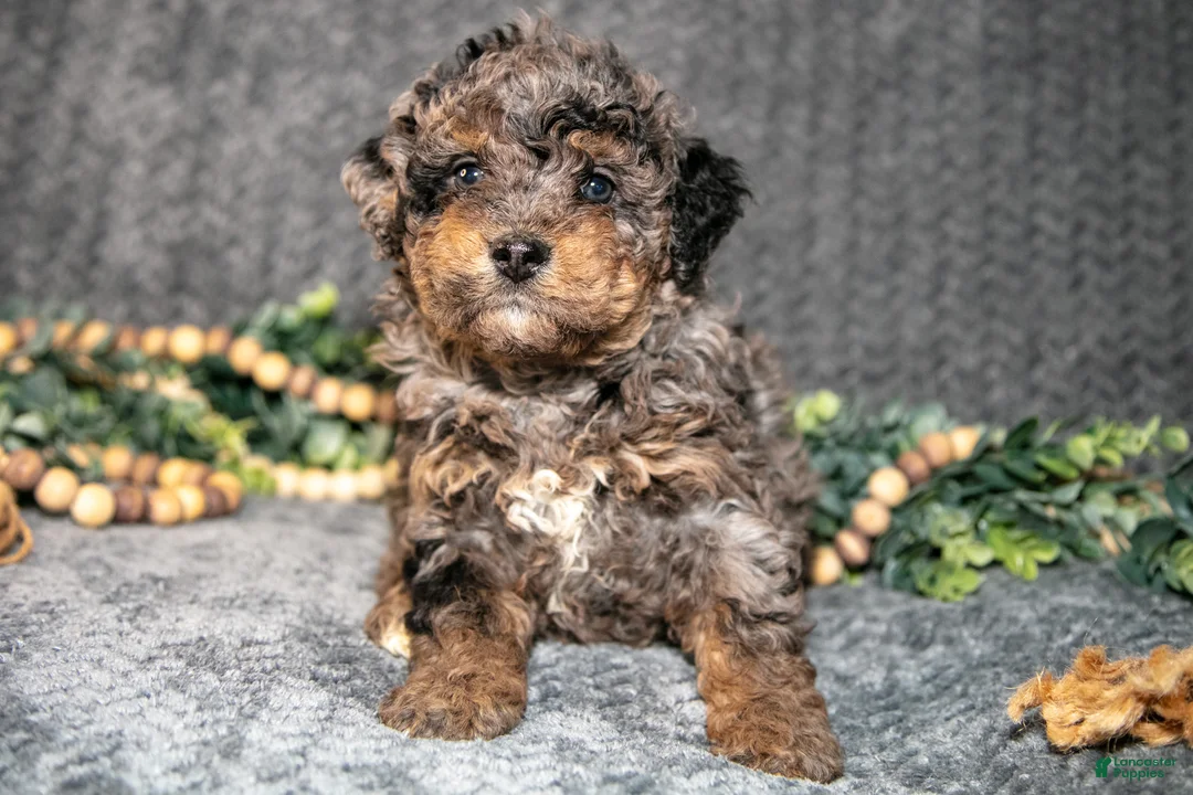 Mini Bernedoodle dogs for sale: Destiny - Ad 1