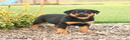 Rottweiler dogs for sale: Rex - Ad 1
