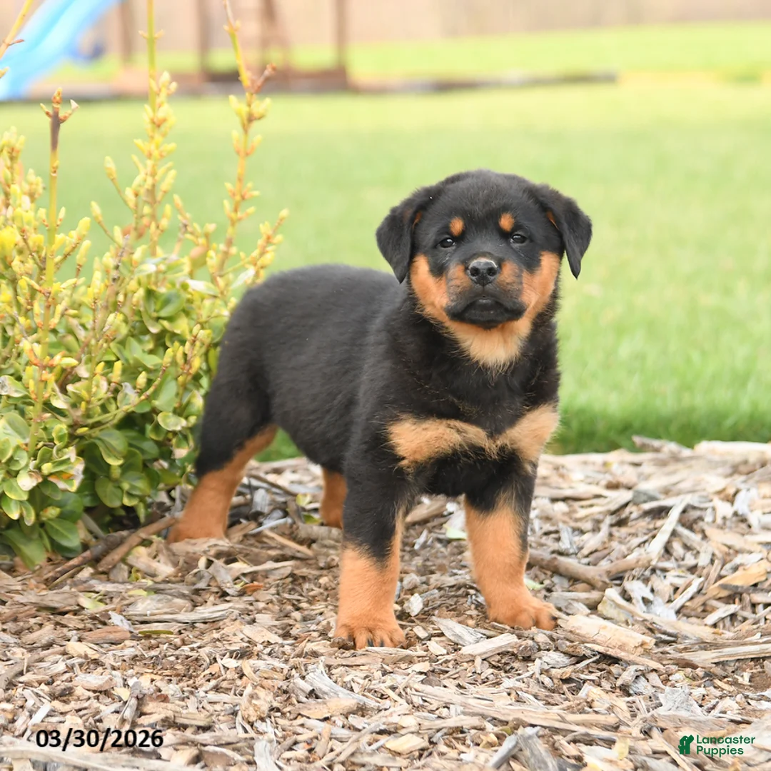 Rottweiler dogs for sale: Rex - Ad 1